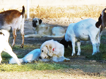 Pack Conflicts: Causes and Solutions